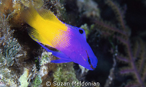 Fairy Basslet by Suzan Meldonian 